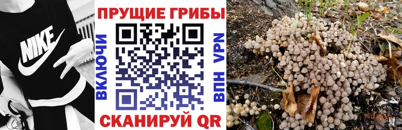 mega вход купить закладку Юрьев-Польский Псилоцибиновые грибы Psilocybe